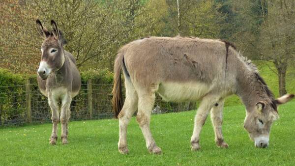 2 donkeys in a field at Bodenham Arboreturm