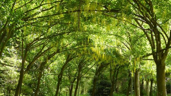 Tree canopy at Bodenham Arboretum