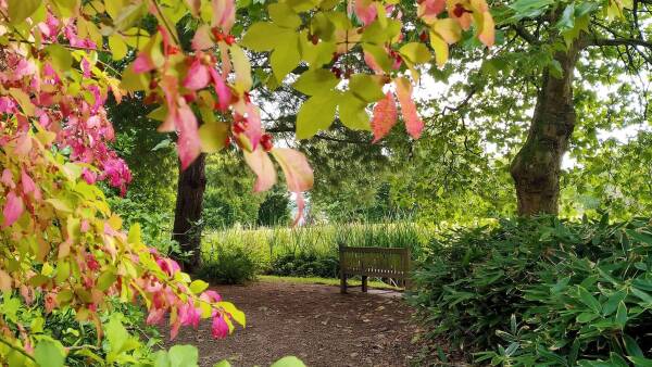 A vibrant pink tree branch extends towards the top left corner, its delicate leaves showcasing hues of green and pink. In the background, a wooden bench is nestled among lush greenery, with a large tree trunk standing tall behind it, while the surrounding landscape features trees, grass, and other foliage, all bathed in warm sunlight filtering through the branches above.