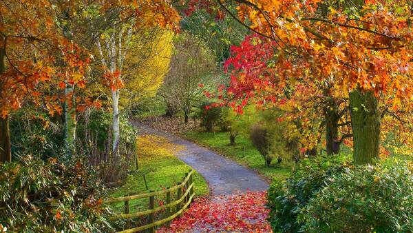 A scenic autumnal pathway in Bodenham Arboretum, with colorful leaves on the trees and a vibrant display of fall foliage along the trail.