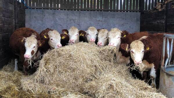 Cows eating hay in the barn at Bodeham Arboretum
