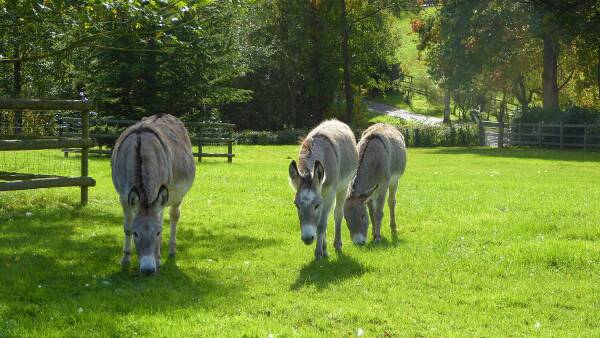 Donkeys grazing in a grassy field at Bodenham Arboretum