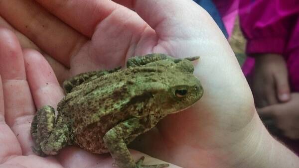 A visitor holding a small green frog with large eyes