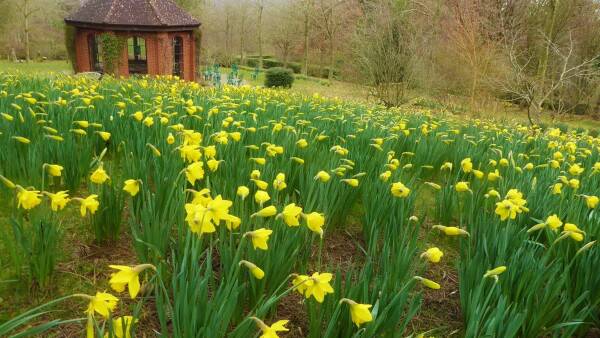 Vibrant daffodil field surrounding the brick Bodenham Gazibo