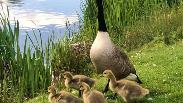 A family of geese near a riverbank with a mother goose and her ducklings, overlooking the Bodenham Lake
