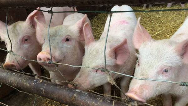 A group of pigs housed in a pen with metal bars and hay