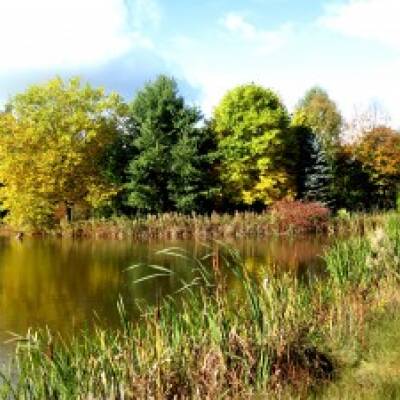Bodenham lake surrounded by trees