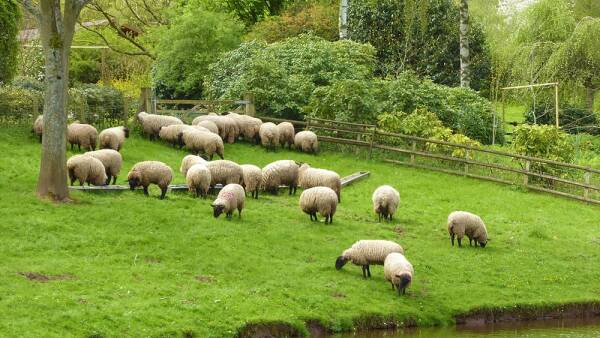 A flock of sheep grazing in a grassy field near a body of water.
