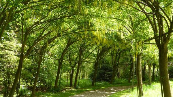 A tranquil scene at Bodenham Arboretum, with a canopy of green leaves overhead and the sun filtering through. The path is lined with trees, creating a natural tunnel effect.