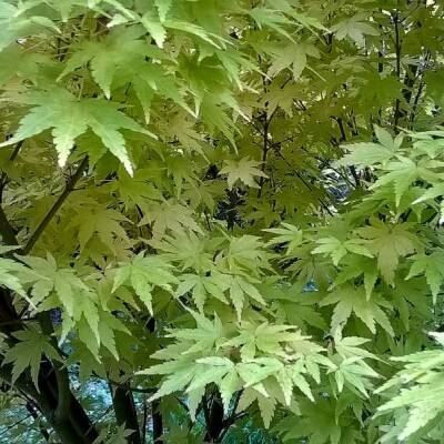 A tree with light green leaves that have multiple points or lobes, resembling maple leaves.