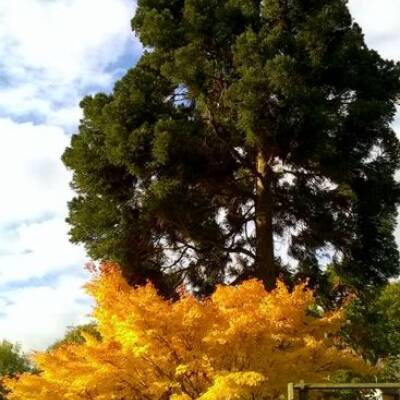 Bodenham Arboretum in Worcestershire, United Kingdom is home to this vibrant autumnal scene featuring a majestic tree standing tall behind a bush with bright yellow leaves.