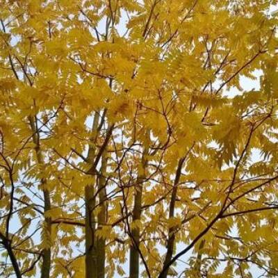 A vibrant yellow tree set against a gray sky, with a glimpse of another tree visible in the top right corner. The branches and leaves are adorned with a warm golden hue, adding depth and texture to the scene.