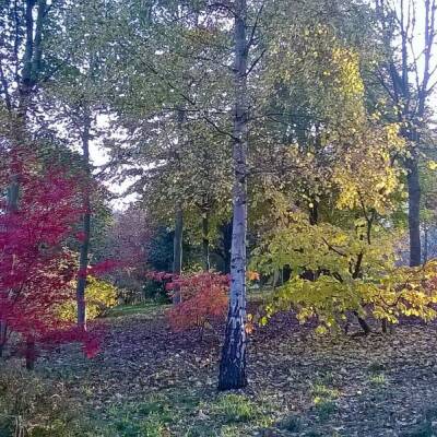 Woodland setting at Bodenham with trees displaying autumnal foliage, set against a backdrop of lush green grass and fallen leaves scattered on the ground.