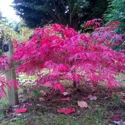 A small red Japanese maple tree stands in the foreground of this image, its leaves displaying vibrant autumnal coloration. The tree is planted next to a wooden post with a plaque, situated on grass strewn with fallen leaves and surrounded by trees, including conifers, in the background.