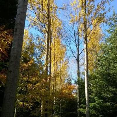 A vibrant scene of tall, slender trees with yellow leaves set against a bright blue sky, creating an idyllic atmosphere that evokes feelings of peace and tranquility at Bodenham Arboretum.