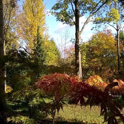 Autumn trees and plants at Bodenham Arboretum, with fallen leaves and vibrant foliage and some trees still retaining their greenery.