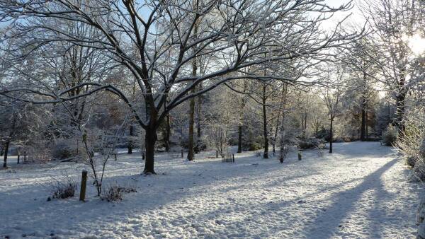 Wintry tree scene at Bodenham Arboretum